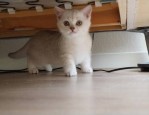 双11养猫队伍怎么踢人？如何退出队伍？