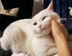 双11养猫怎么退出队伍？双十一养猫规则是什么？