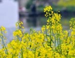 清明节淘宝有活动吗？淘宝清明节有什么活动？