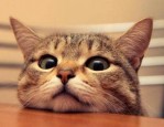 淘宝双11养猫组队攻略，如何组队？