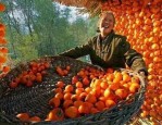2023年丰收购物节商品价格要求是什么？商品品质要求是什么？