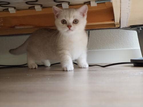 双11养猫队伍怎么踢人