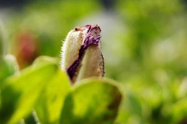 淘宝新势力周春上新什么时候预热？活动收费吗?